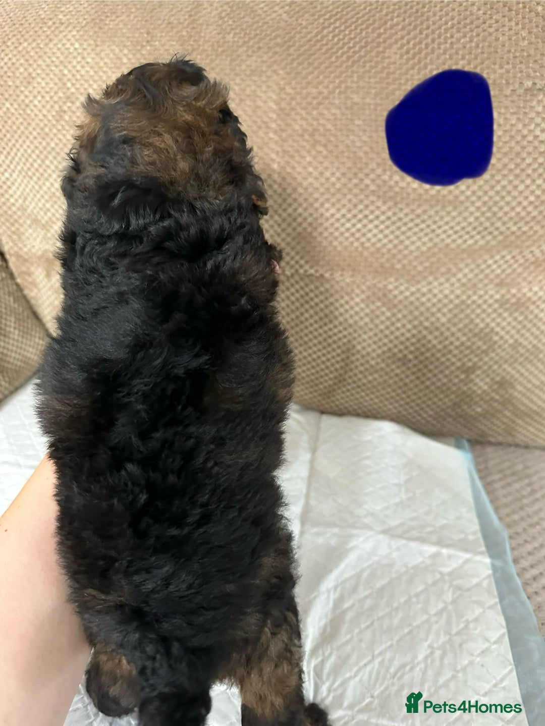 Cockapoo dogs for sale: Outstanding Cockapoos Puppies. 4 boys💙 2 girls 💗 - Image 8