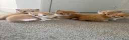 Mixed Breed cats for sale: ginger kittens  in Hailsham - Advert 2
