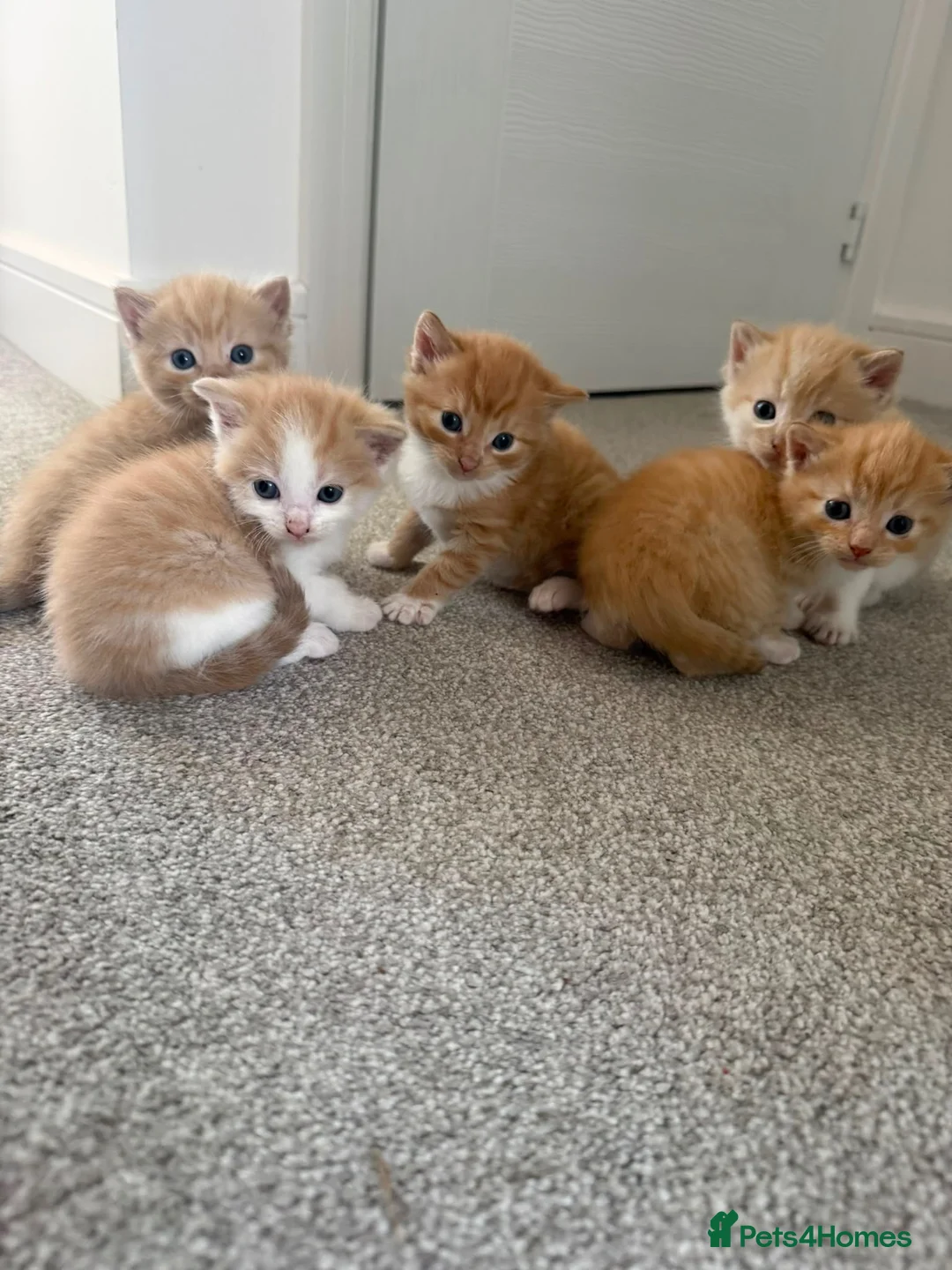 Mixed Breed cats for sale: ginger kittens  in Hailsham - Advert 2