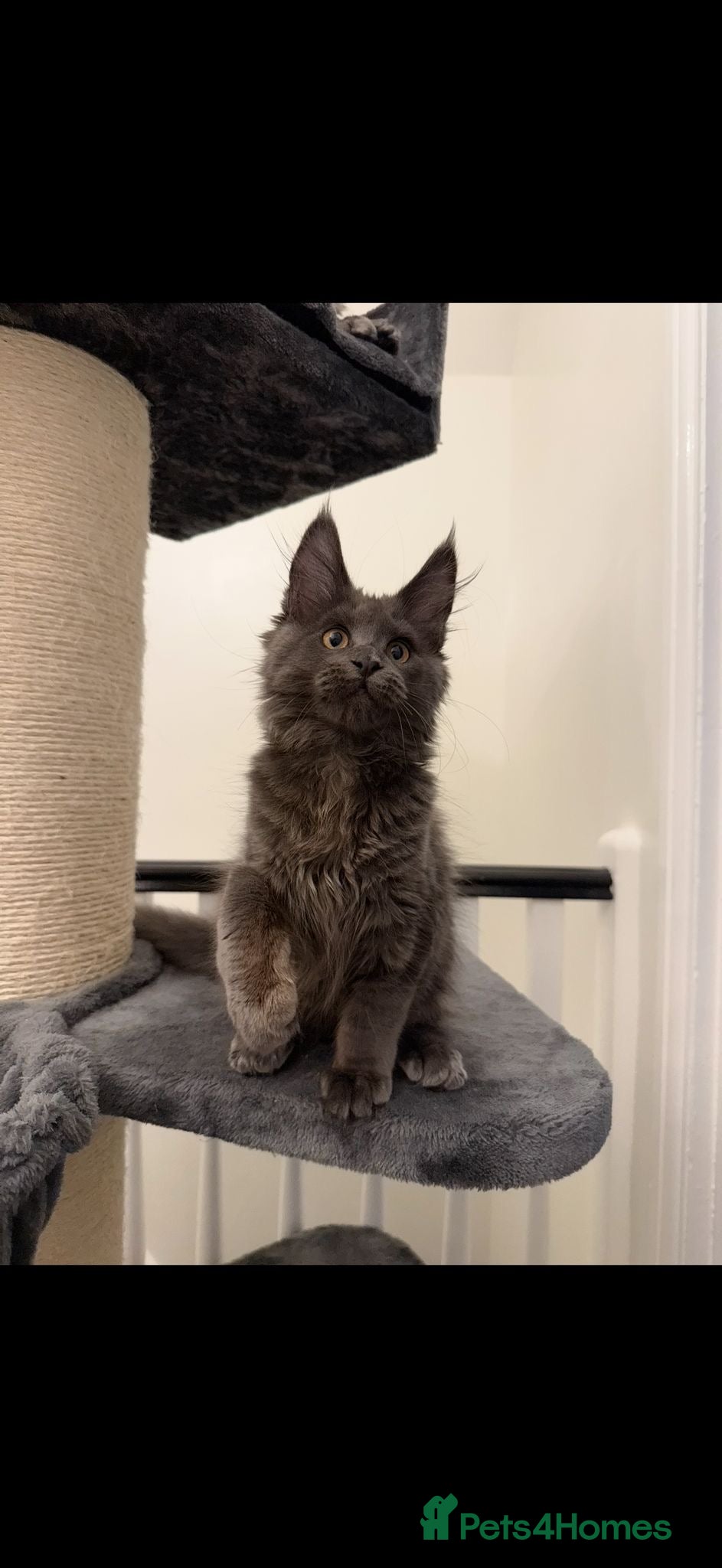 Maine Coon cats Gorgeous kittens  - Advert 1