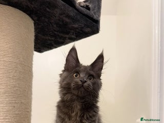 Maine Coon cats Gorgeous kittens - Advert 1