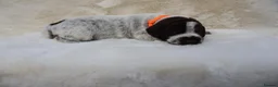 German Wirehaired Pointer dogs for sale: Fantastic working German wire haired pointers  - Advert 11