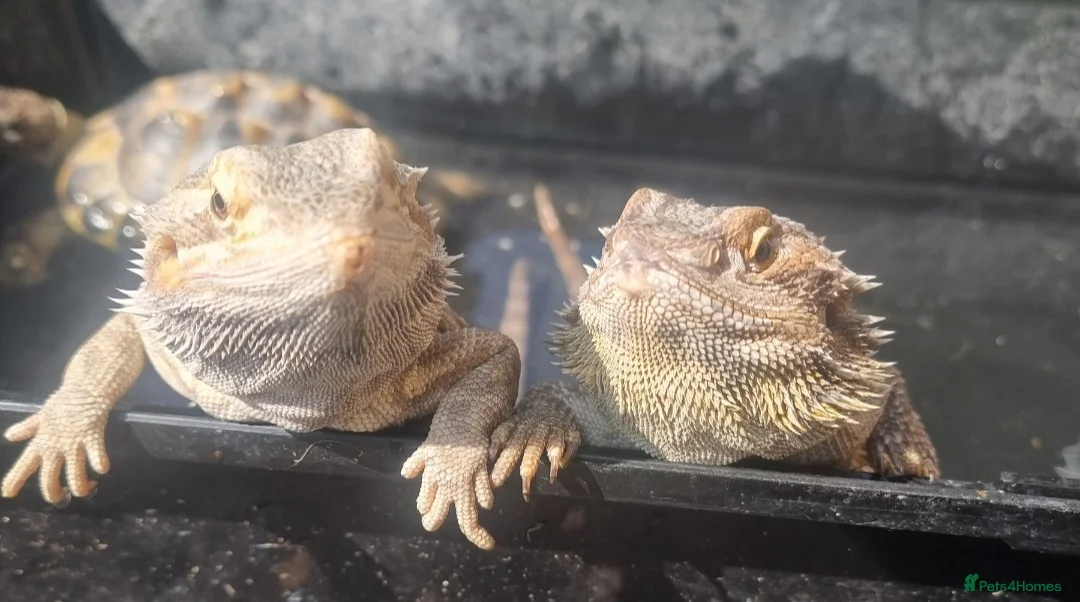 Bearded Dragon reptiles for sale: 2 bearded dragons  - Advert 4