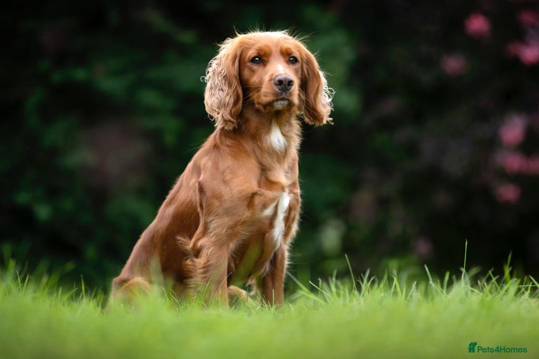 English Springer Golden Retriever Springer Spaniel Mix Puppies For
