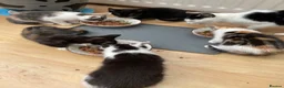 Mixed Breed cats for sale: 🐾 Adorable Kittens for Sale – Bristol 🐾 - Advert 6