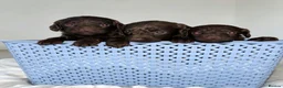 Cockapoo dogs for sale: 🐾 beautiful cockerpoo puppies  in Amersham - Advert 6