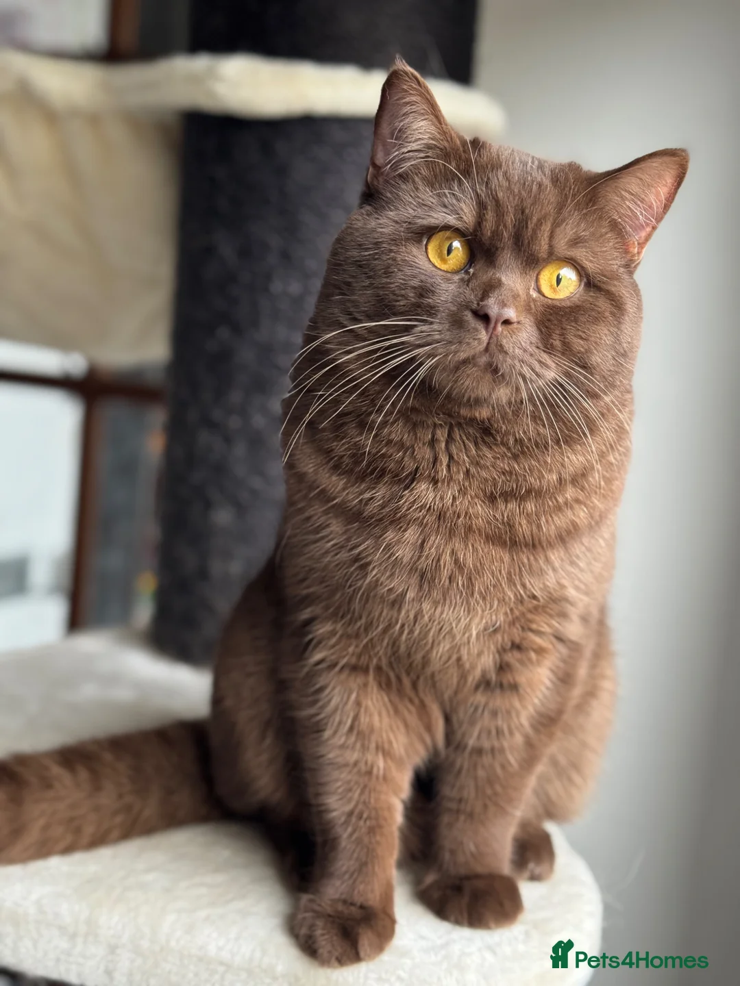 British Shorthair cats for sale: Chocolate British shorthair  - Advert 2