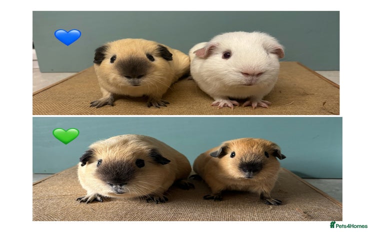 Guinea Pig rodents - Advert 5