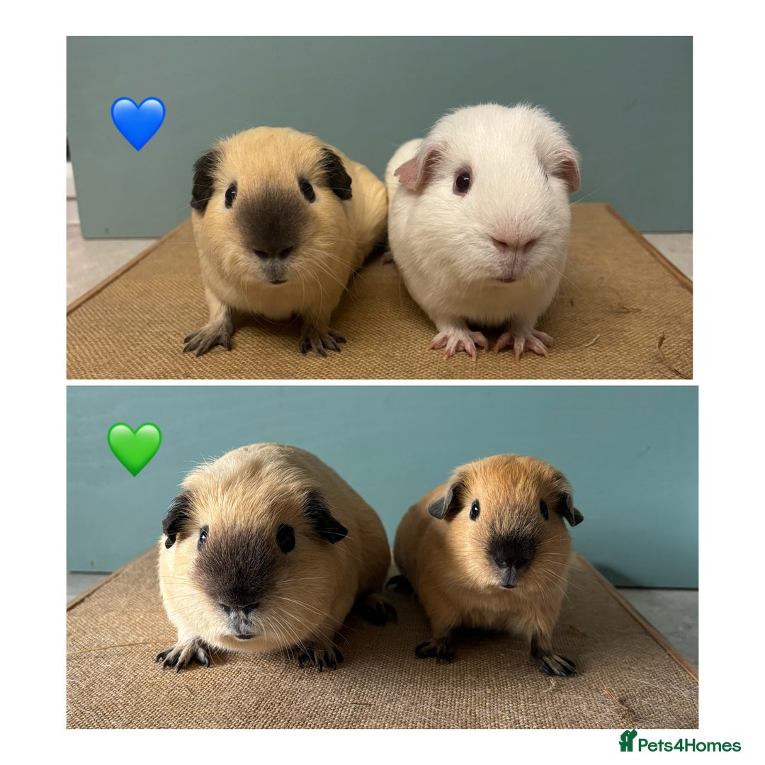 Guinea Pig rodents for sale: Californian Male Bonded pairs - Image 1