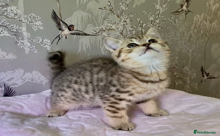 British Shorthair cats 🧸EXCEPTIONAL QUALITY PURE BREED BSH TEDDY BEARS🧸 - Advert 14