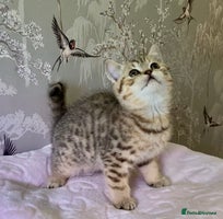 British Shorthair cats 🧸EXCEPTIONAL QUALITY PURE BREED BSH TEDDY BEARS🧸 - Advert 8