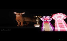 Abyssinian cats for sale: Beautiful Abyssinians kittens - Image 20
