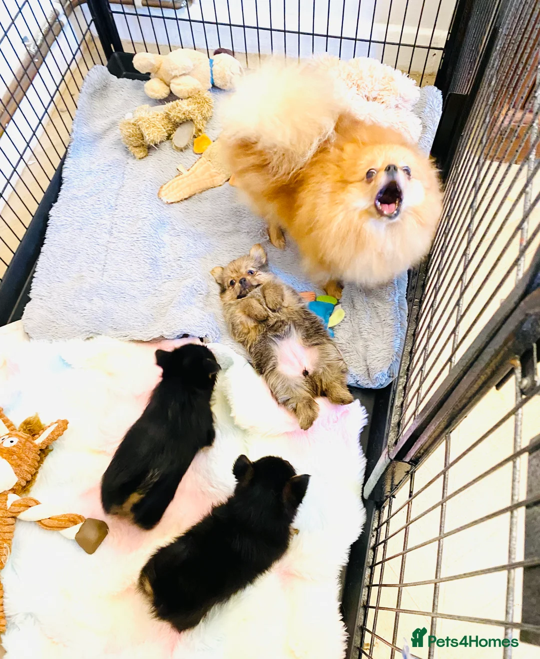 Mixed Breed dogs for sale: Adorable Pom/yorkshire puppy’s  - Advert 3