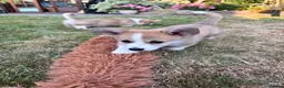 Welsh Corgi Pembroke dogs for sale: KC registered corgi puppy - Advert 3