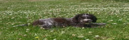 Lagotto Romagnolo dogs for sale: Kc lagotto romagnolo puppies - Advert 3