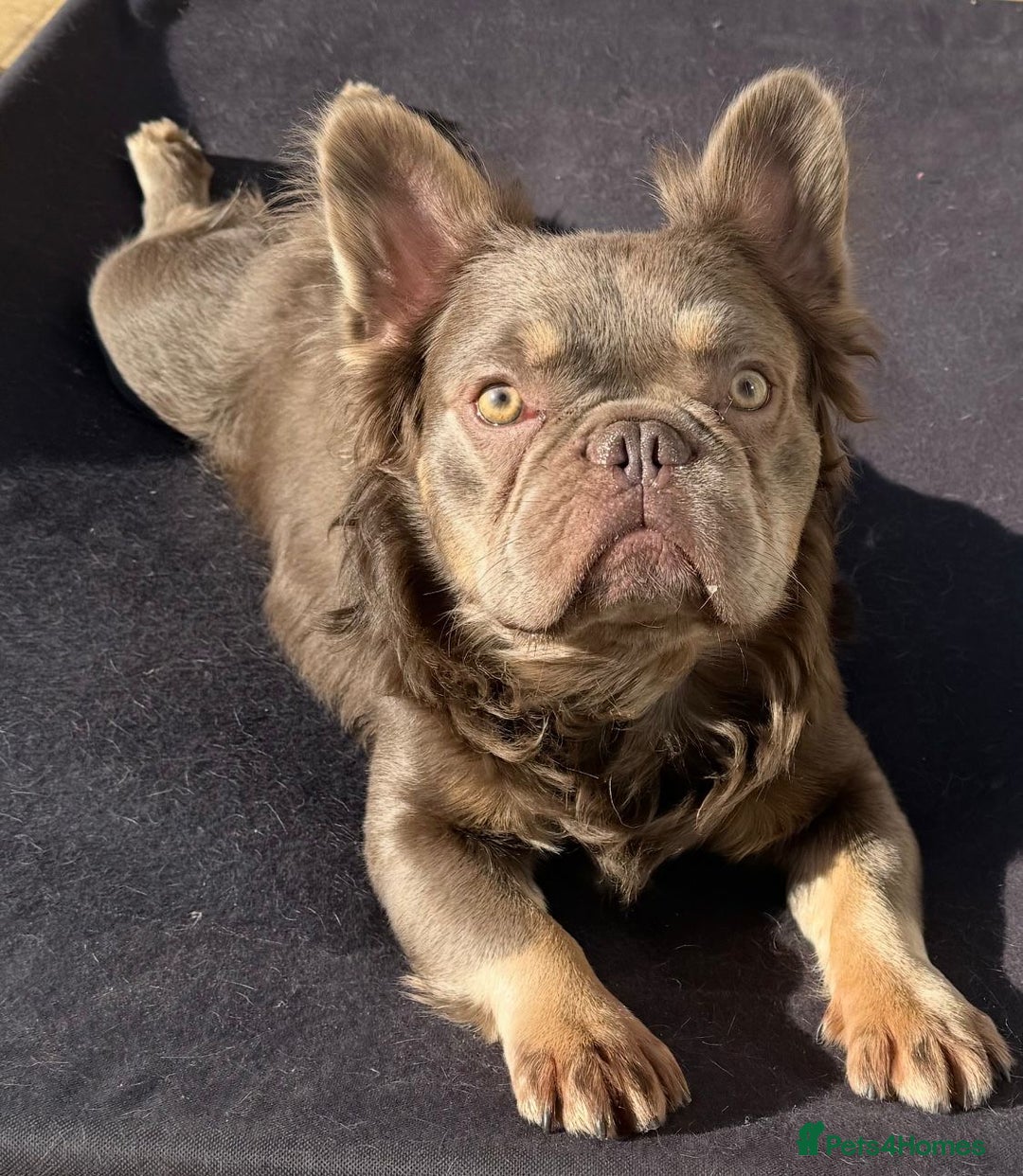 French Bulldog dogs for stud: Fluffy chocolate tri French bulldog stud - Advert 4