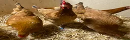 Chickens poultry for sale: Rhode Island Red x Light Sussex POL - Advert 9