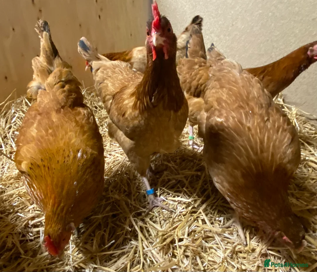 Chickens poultry for sale: Rhode Island Red x Light Sussex POL - Advert 9