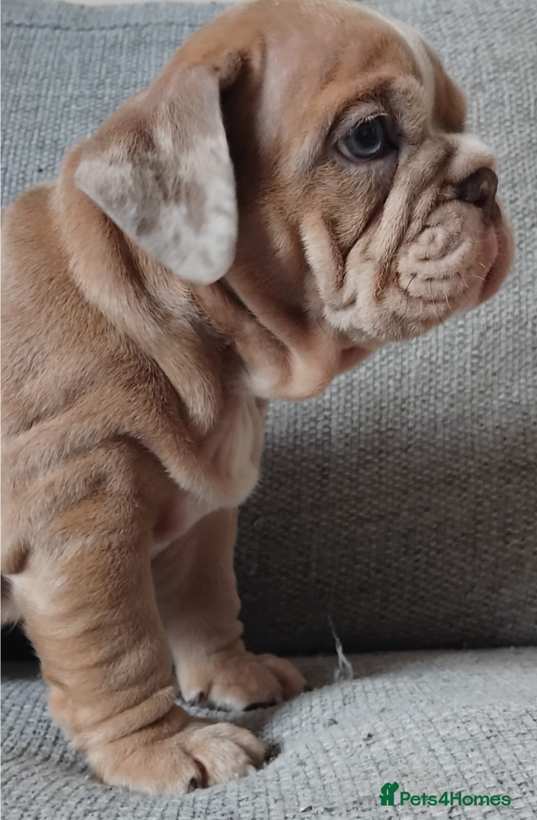 English Bulldog dogs for sale: Beautiful English Bulldog Puppies - Image 13