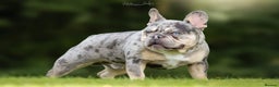 French Bulldog dogs for stud: Blue and tan quad merle in Sheffield - Advert 10