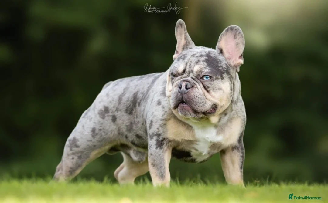 French Bulldog dogs for stud: Blue and tan quad merle in Sheffield - Advert 10
