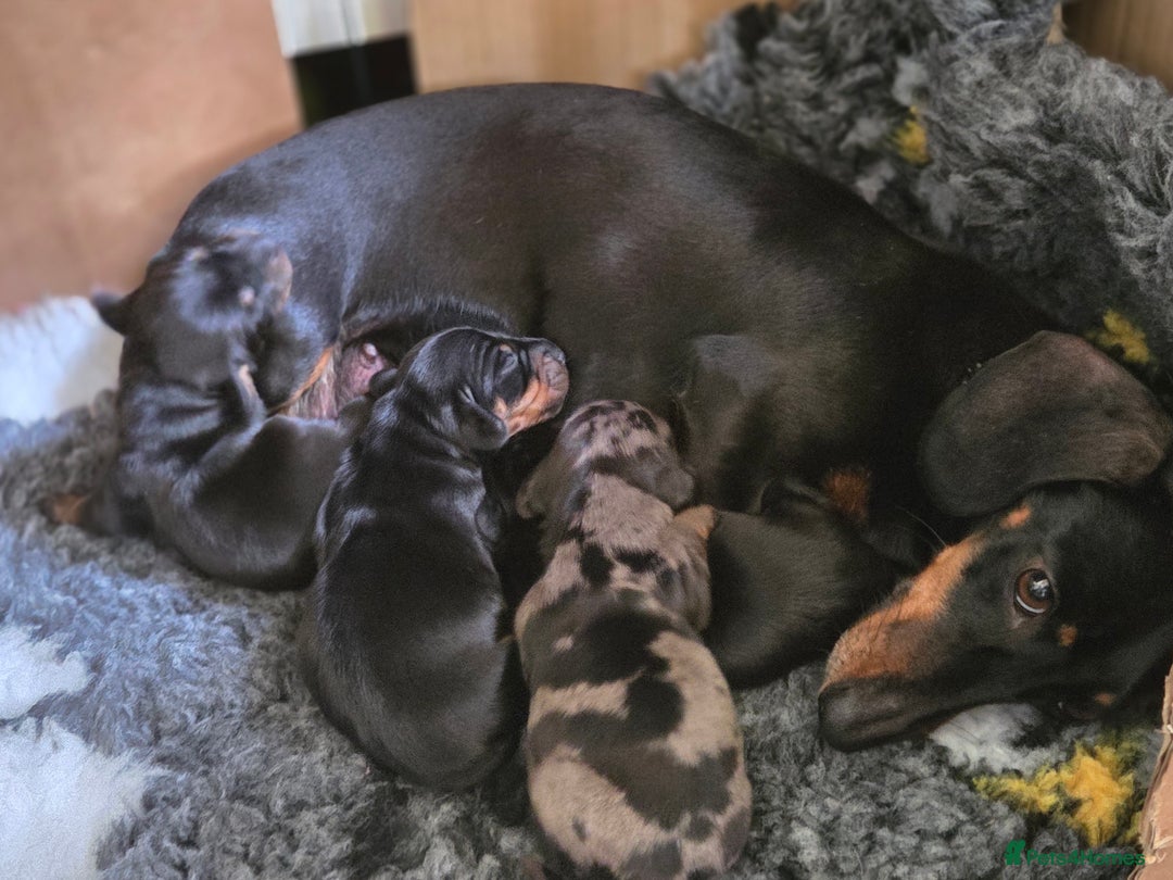 Miniature Dachshund dogs for sale: Beautiful KC black and tan smooth girls - Image 4