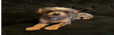 Poochi