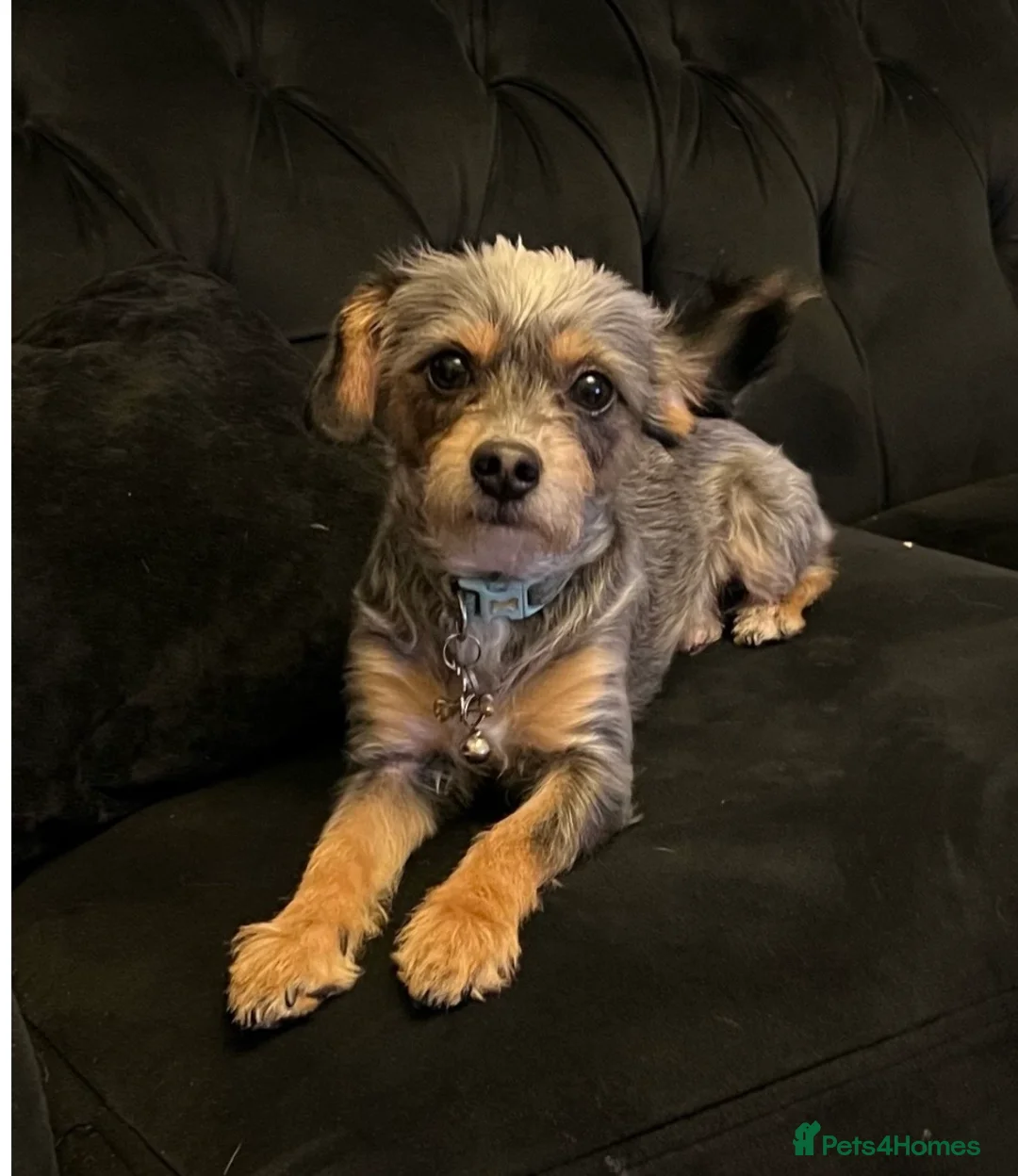 Chipoo dogs for sale: Poochi needs a LOVING home ❤️ in Dartford - Advert 1