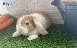 Mini Lop rabbits for sale: Mini lop baby bunnies - Ready now! - Image 17