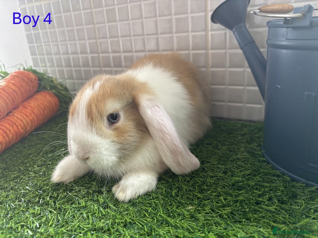 Mini Lop rabbits for sale: Mini lop baby bunnies - Ready now! - Image 17