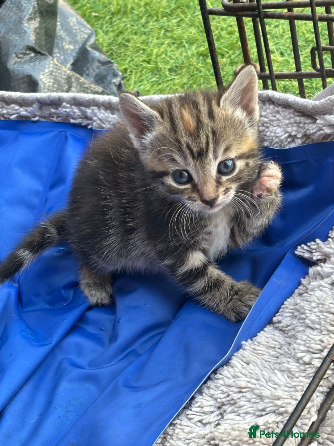 Mixed Breed cats for sale: Kittens ready to leave  - Image 2