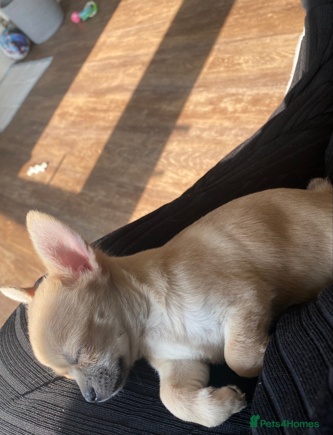 Chihuahua dogs for sale: Tiny chihuahua boy - Image 7