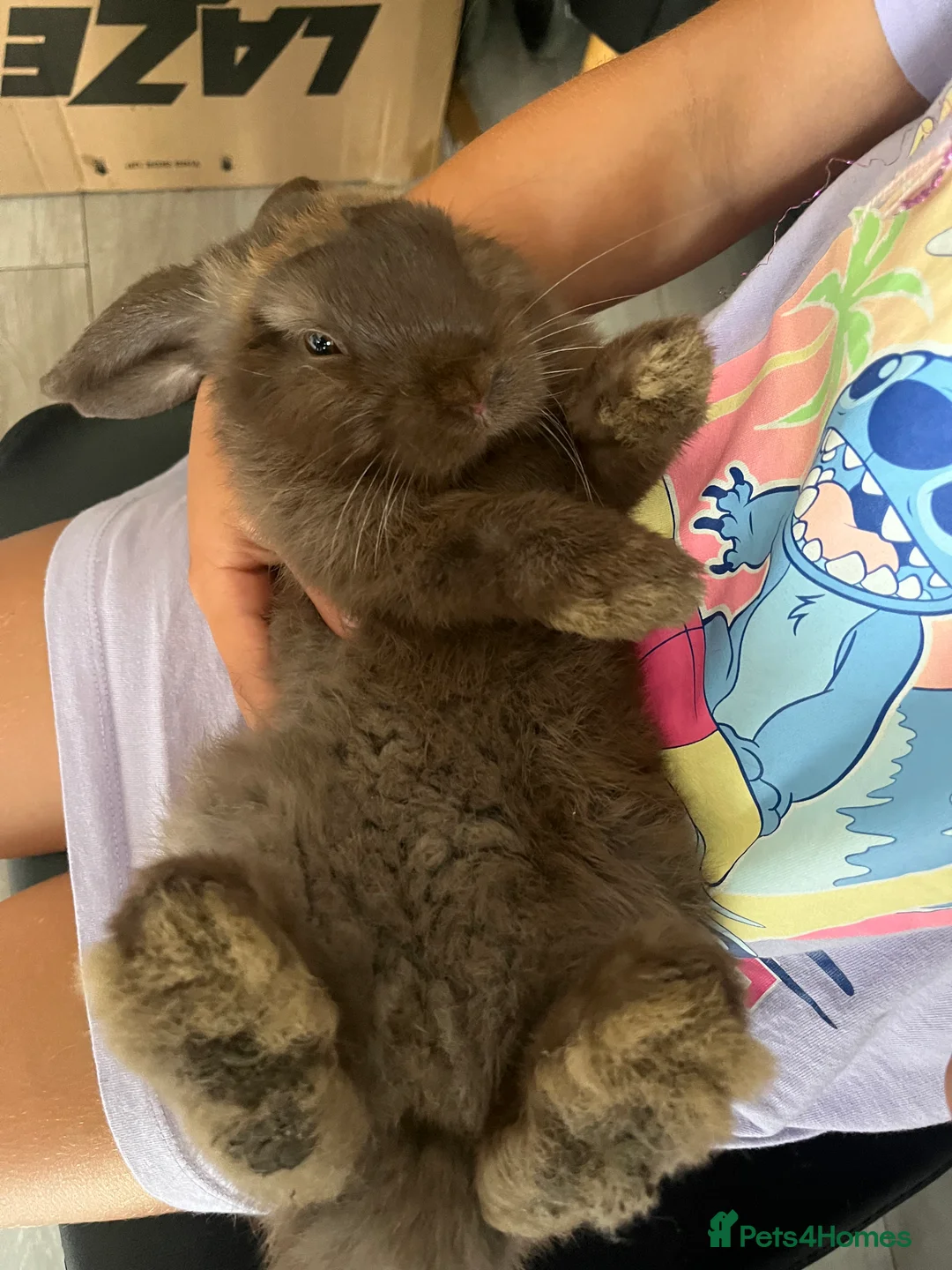 French Lop rabbits for sale: Bunny - Advert 13