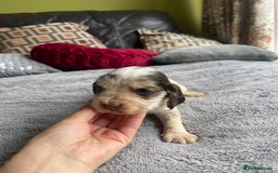 Cocker Spaniel dogs for sale: KC Show Cockers - 1 Girl , 3 Boys remaining! - Image 9