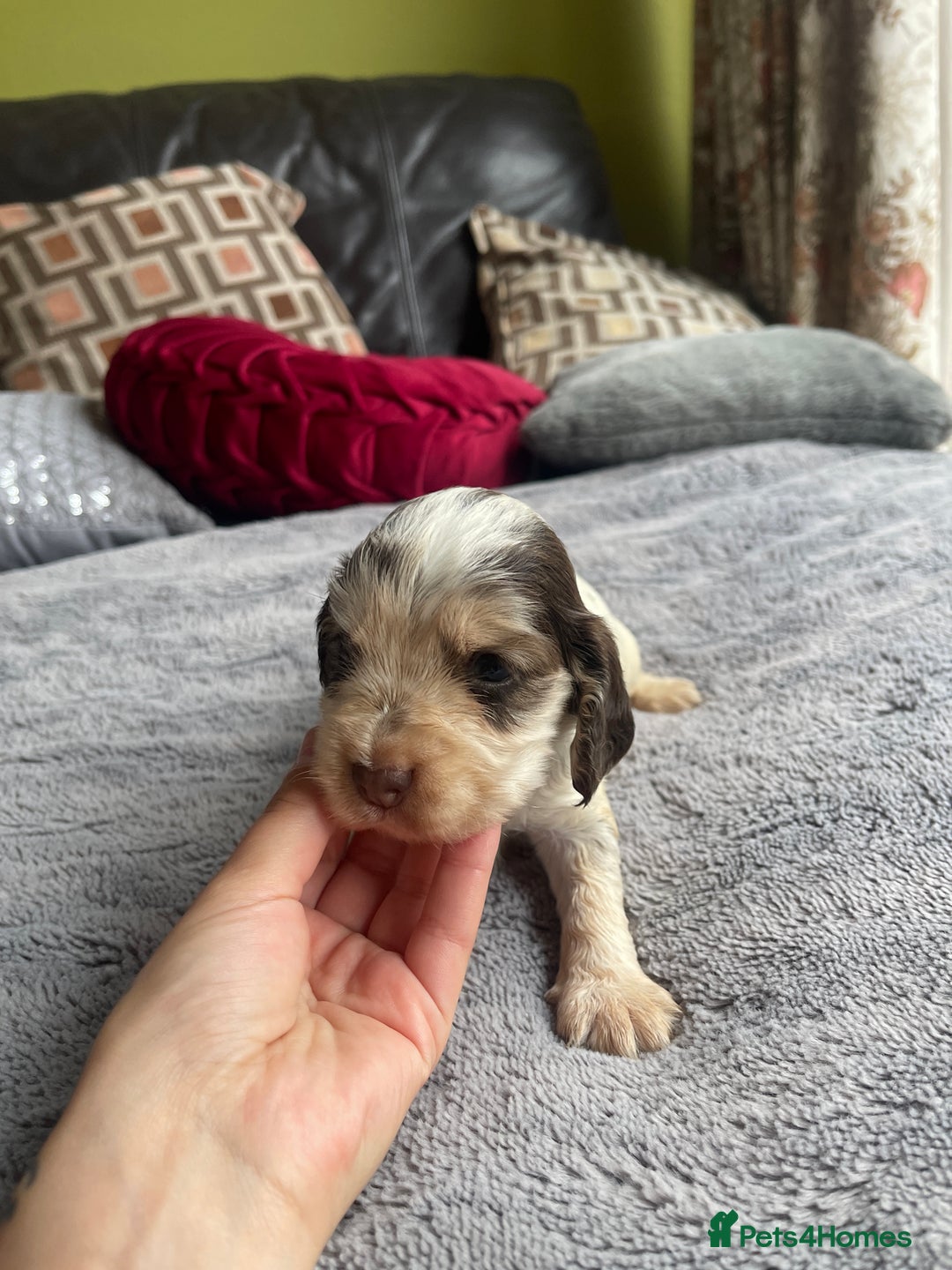Cocker Spaniel dogs for sale: KC Show Cockers - 1 Girl , 3 Boys remaining! - Image 9