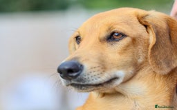 Mixed Breed dogs for adoption: Soft sweet Sophia - Image 20