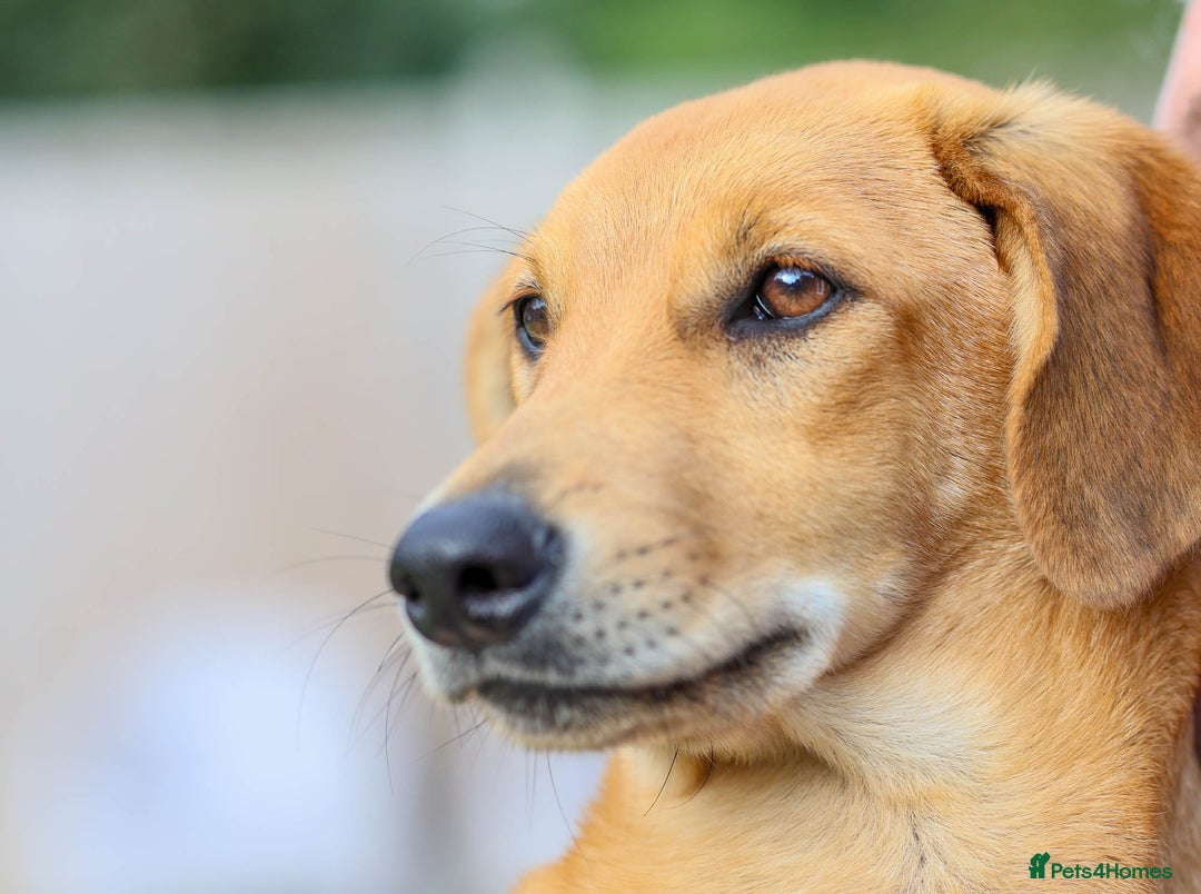 Mixed Breed dogs for adoption: Soft sweet Sophia - Image 20
