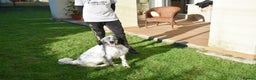 English Setter dogs for adoption: Koi   - Advert 8
