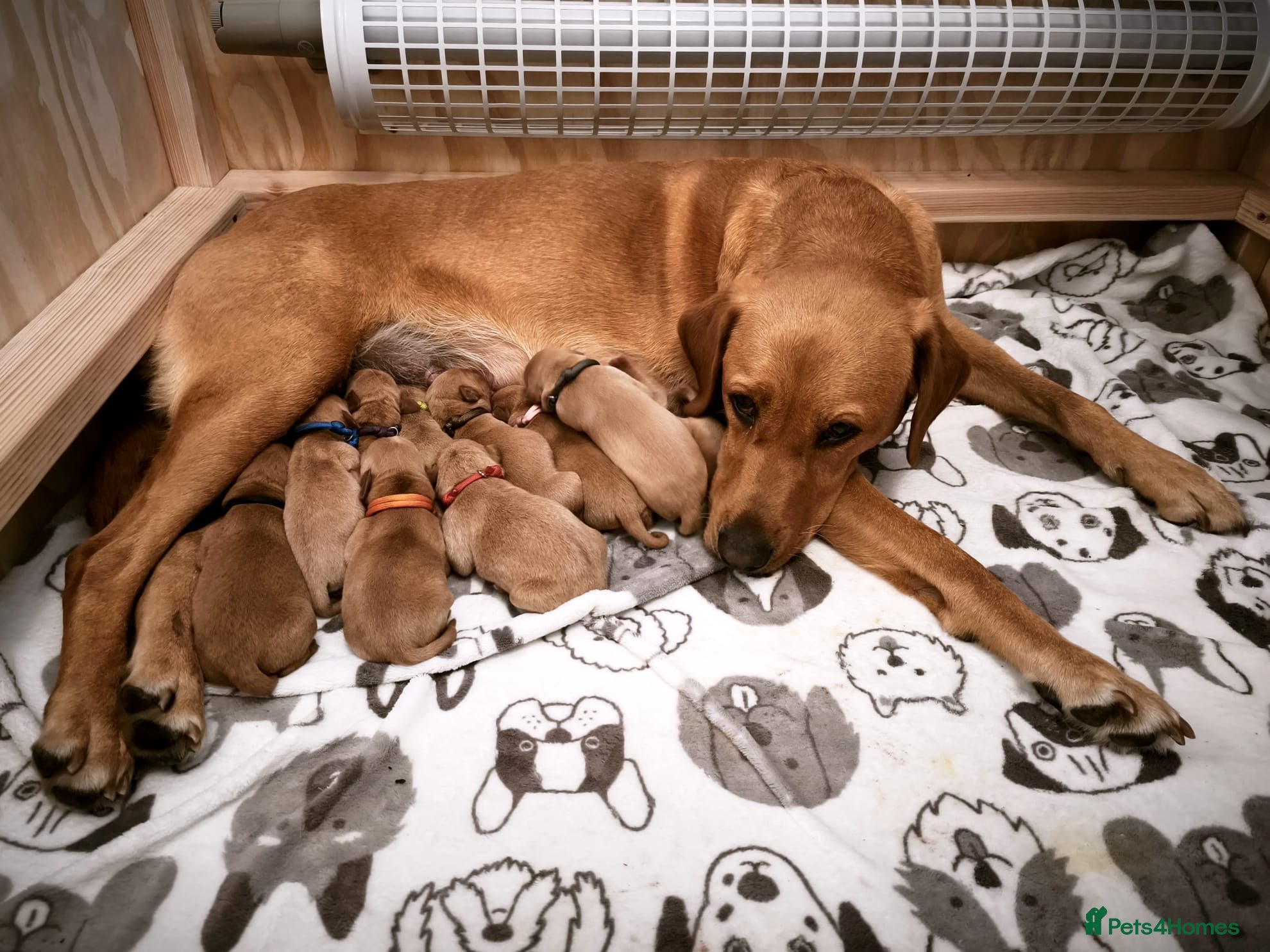 Labrador Retriever dogs Beautiful Litter of 10 Red Fox Labrador Puppies 🐾 - Advert 2