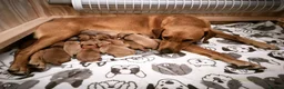 Labrador Retriever dogs for sale: Beautiful Litter of 10 Red Fox Labrador Puppies 🐾 - Advert 1