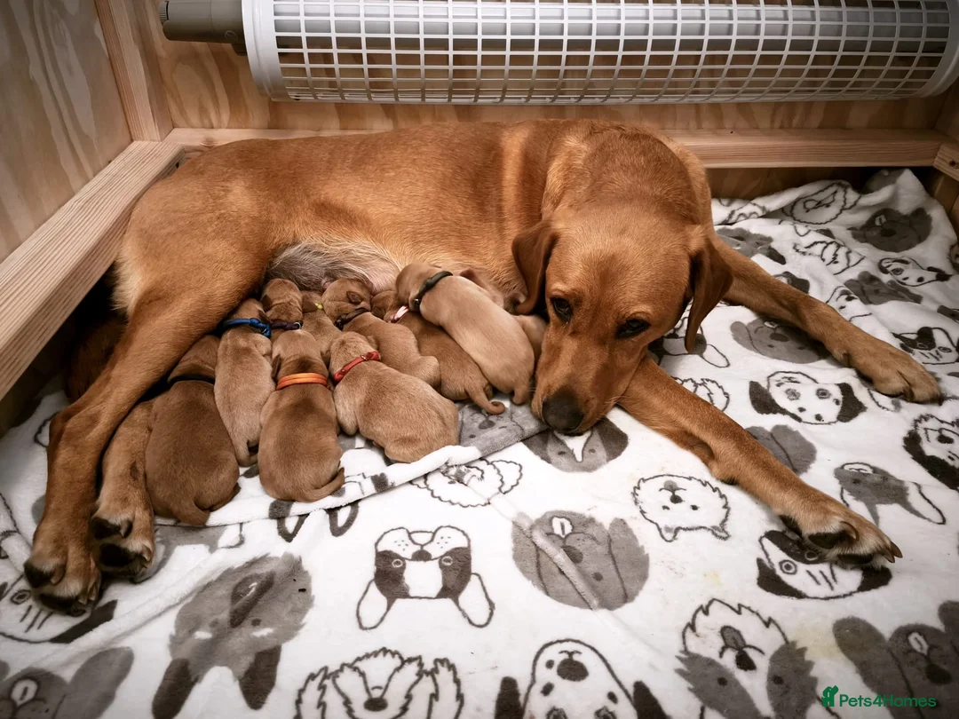 Labrador Retriever dogs for sale: Beautiful Litter of 10 Red Fox Labrador Puppies 🐾 - Advert 1