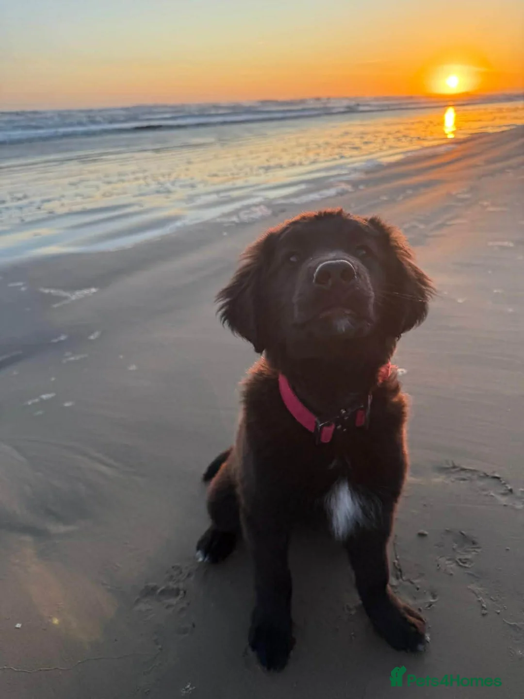 Golden Retriever dogs for sale: Pet Trained Golden Retriever x Border Collie Male - Advert 10