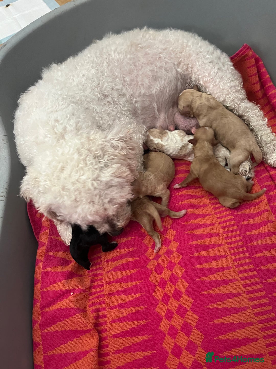 Cavapoo dogs for sale: Beautiful Cavapoo puppies  - Image 2