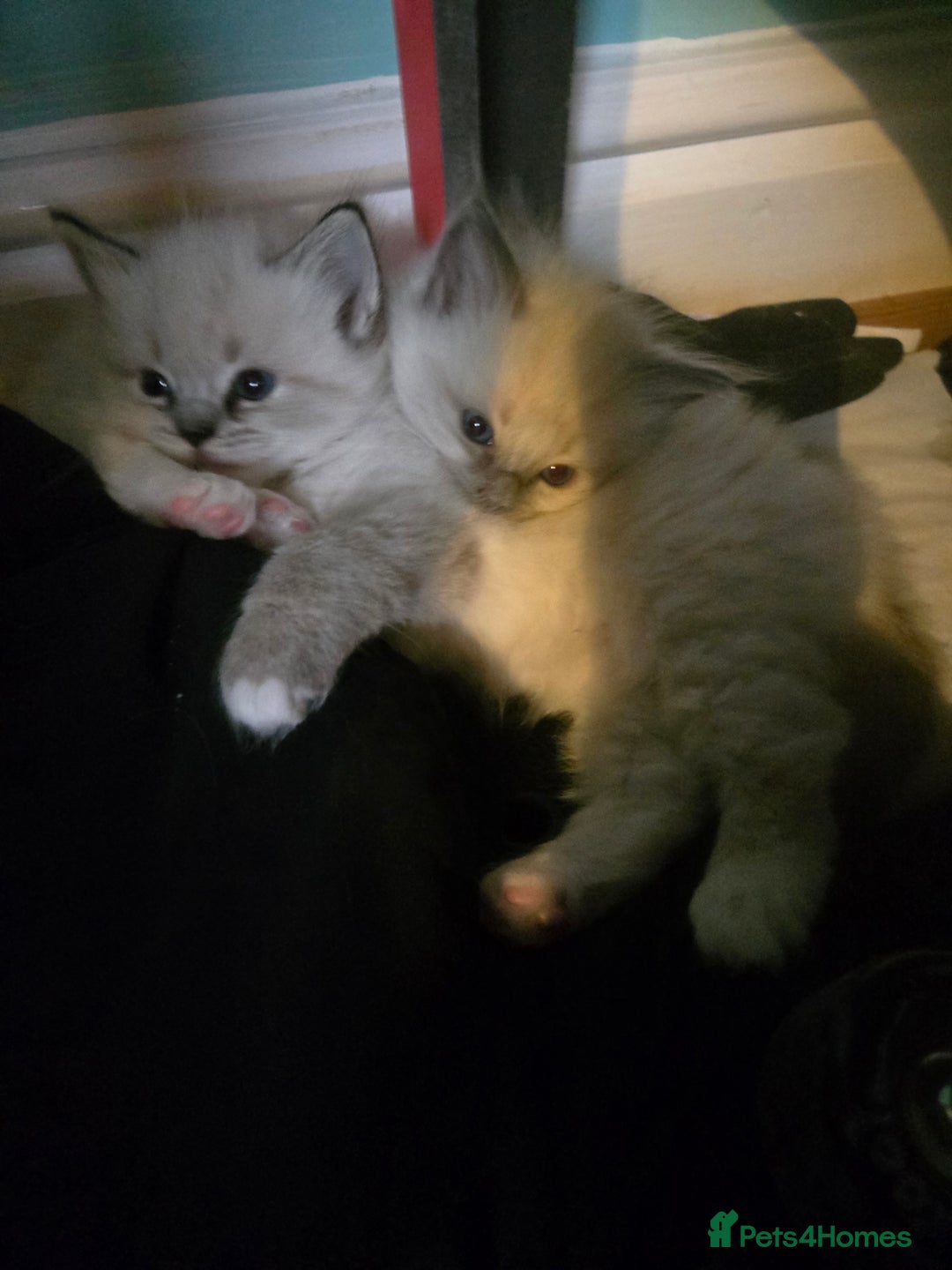 Ragdoll cats for sale: Beautiful purebred mitted ragdoll kittens - Image 10