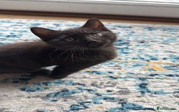 Mixed Breed cats for sale: Adorable Black / Brown Female Kitten, ready now. - Image 1