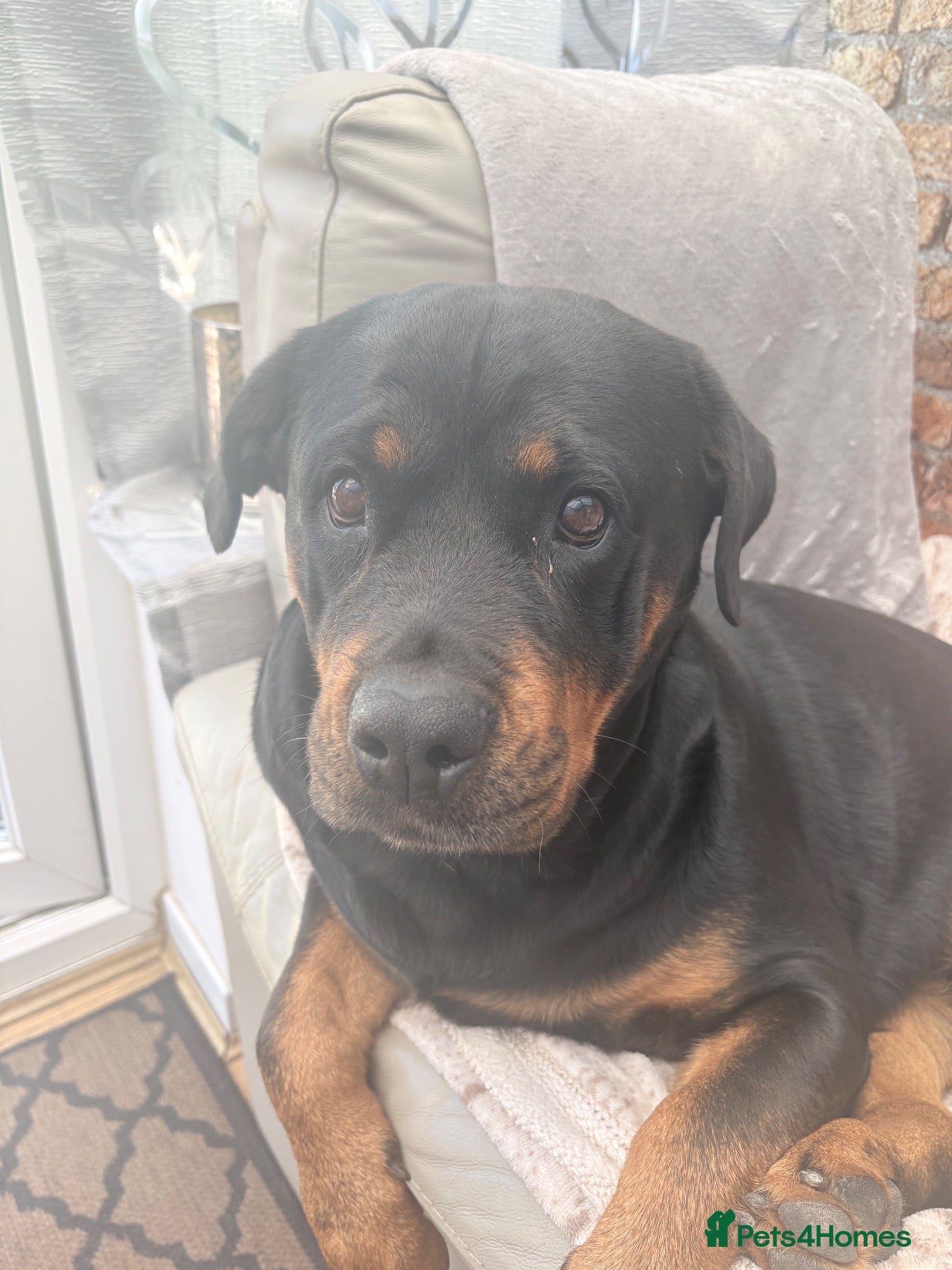 Rottweiler dogs Pregnancy announcement  - Advert 16