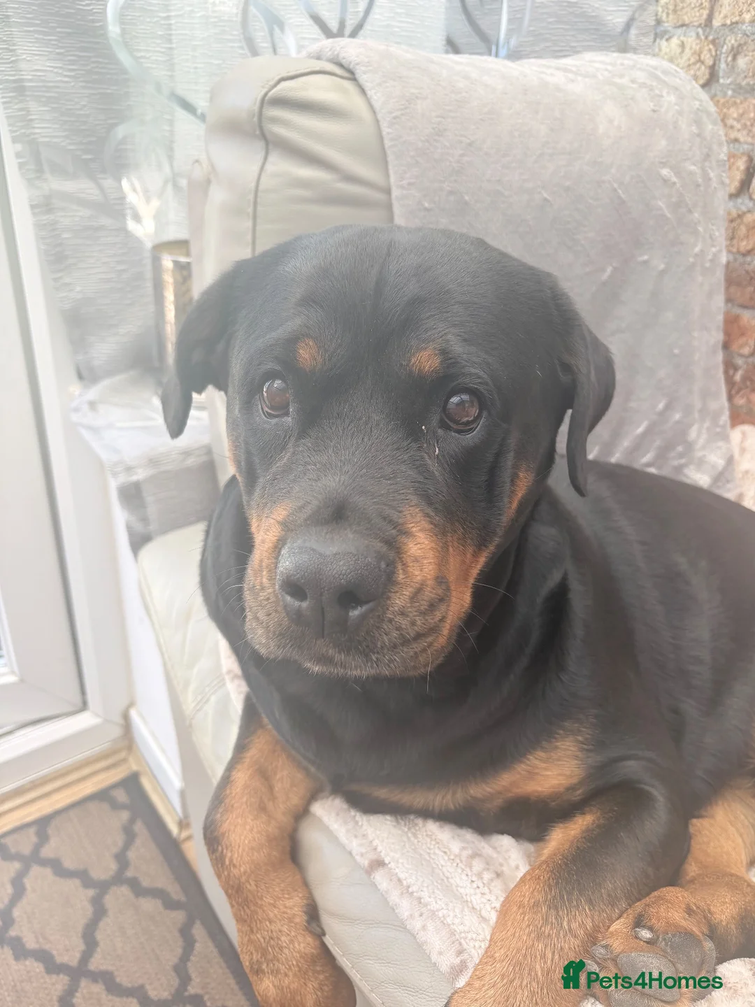 Rottweiler dogs for sale: Pregnancy announcement  in Doncaster - Advert 1