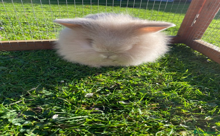 Mini Lion Lop rabbits - Advert 8