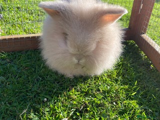 Mini Lion Lop rabbits Baby rabbits ready now, two for £60 - Advert 9