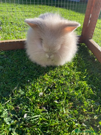 Mini Lion Lop rabbits - Advert 8